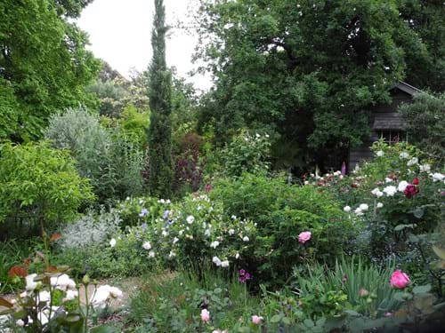 Landscape Design Melbourne | Sandra McMahon Gardenscape design | A rose garden full of expertly selected varieties and perennials, all suited to local conditions.