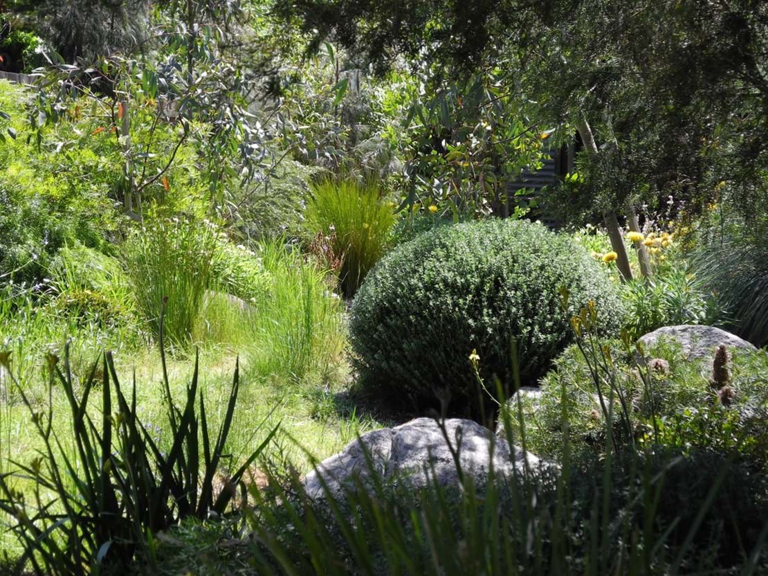 Native garden design | Sandra McMahon Gardenscape Design